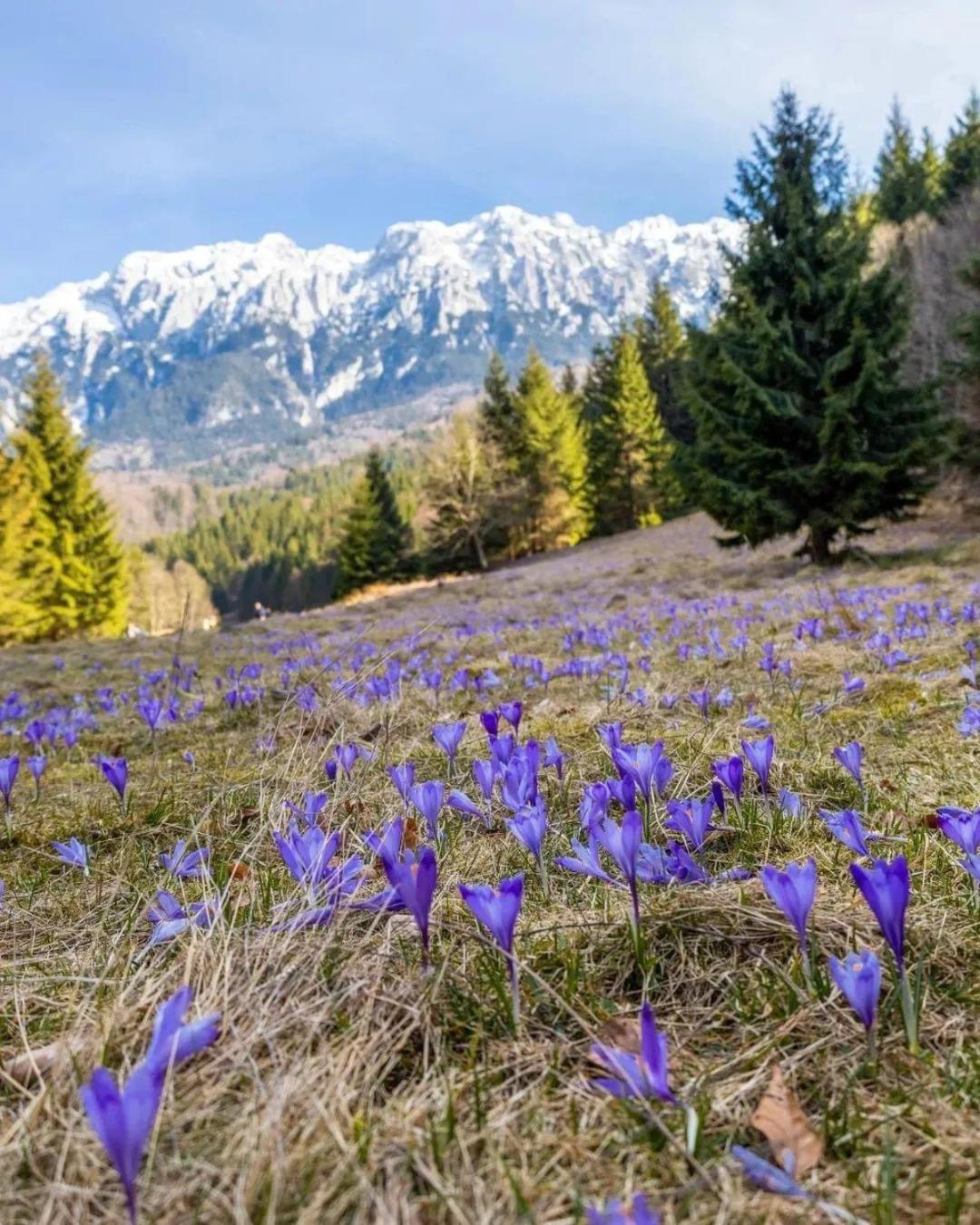 Cazare Zorilor Zărneşti 部屋 写真